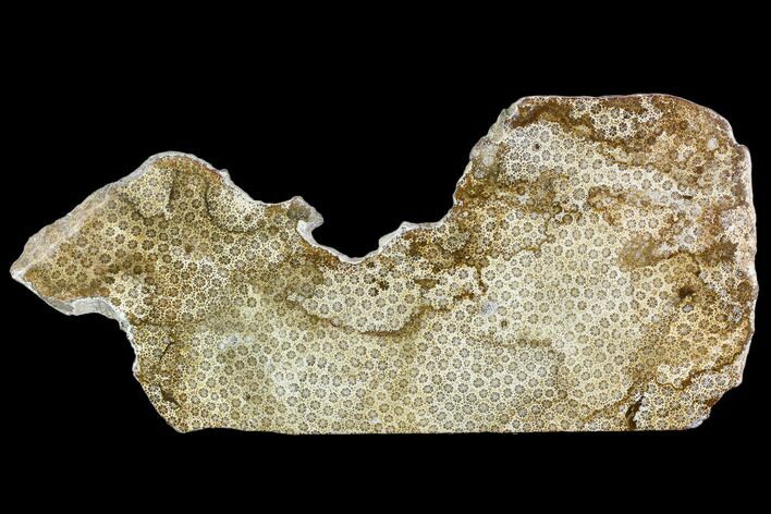 Polished, Fossil Coral Slab - Indonesia #112496
